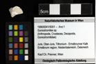 Foto (Objekt + Etiketten) von Goniodromites sp. 